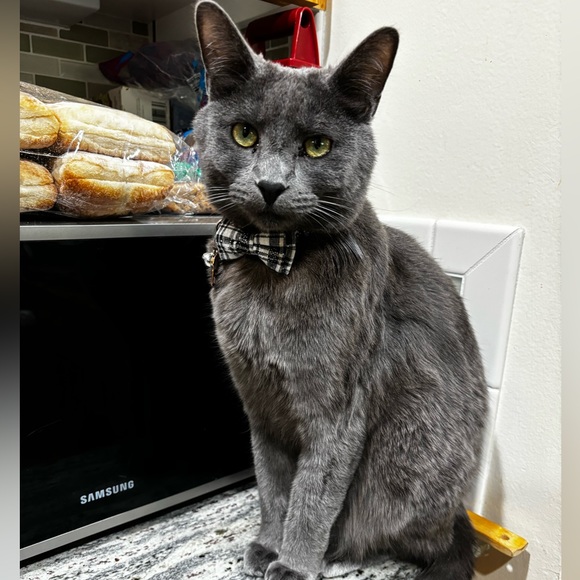 Live Show Notifications 🔔 🐈 - Picture 6 of 13